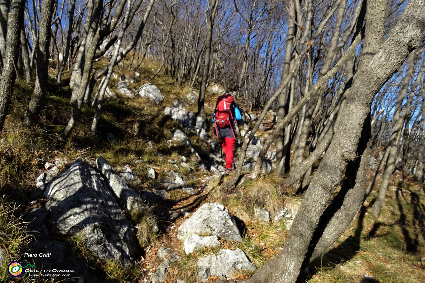 16 Saliamo nel bosco di carpini neri.JPG